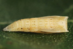 Cyclophora albipunctata