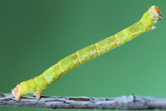 Cyclophora albipunctata
