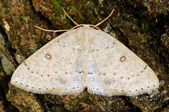 Cyclophora albipunctata