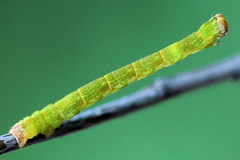 Cyclophora albipunctata
