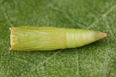 Cyclophora albipunctata