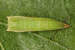 Cyclophora albipunctata