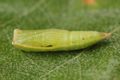 Cyclophora albipunctata