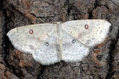 Cyclophora albipunctata