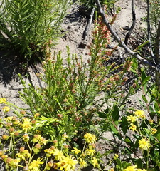 Passerina rigida