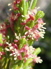 Passerina rigida