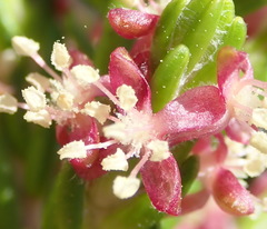 Passerina rigida