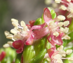 Passerina rigida