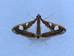 Glyphodes bivitralis