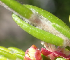 Passerina rigida