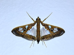 Glyphodes bivitralis