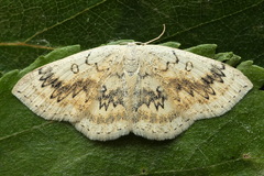 Cyclophora annularia