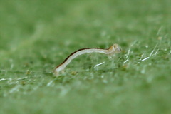 Cyclophora annularia