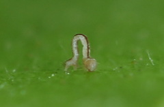 Cyclophora annularia
