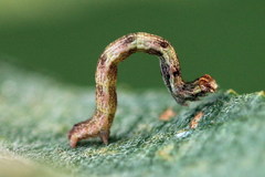 Cyclophora pendularia