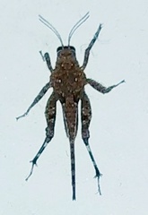 Euparatettix nodulosus