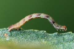 Cyclophora pendularia