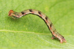 Cyclophora pendularia