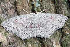 Cyclophora pendularia