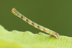 Cyclophora pendularia