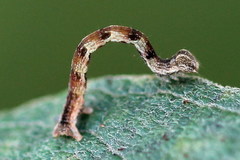 Cyclophora pendularia