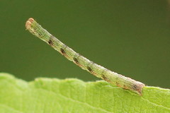 Cyclophora pendularia