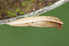 Cyclophora pendularia