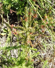 Struthiola parviflora