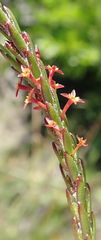 Struthiola parviflora