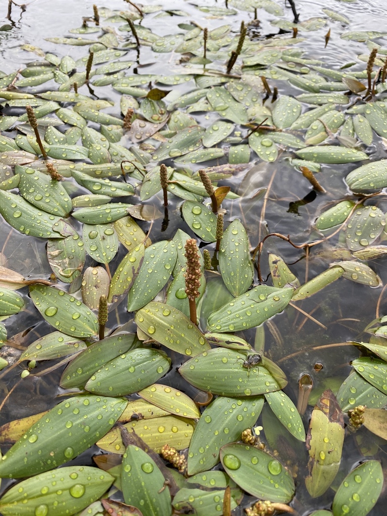 Longleaf pondweed