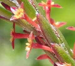 Struthiola parviflora