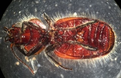 Micrixys distincta