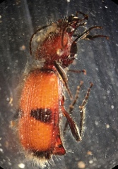 Micrixys distincta