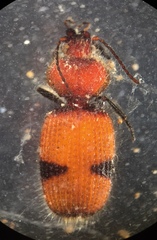 Micrixys distincta