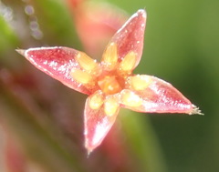 Struthiola parviflora