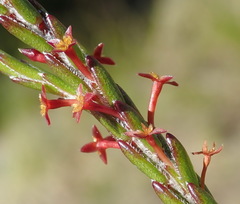 Struthiola parviflora