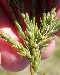 Struthiola parviflora