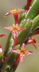 Struthiola parviflora