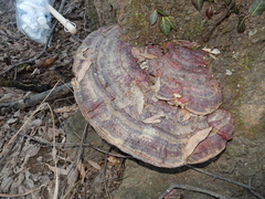 Ganoderma