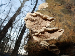 Fungi