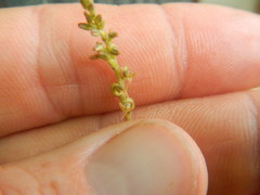 Holothrix exilis