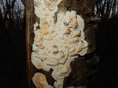 Fungi