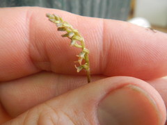 Holothrix exilis
