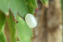 Earophila badiata