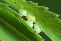 Earophila badiata