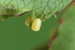 Earophila badiata