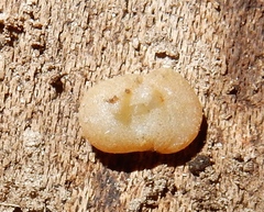 Fungi
