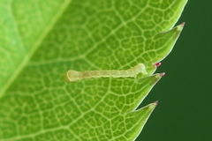Earophila badiata