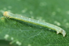 Earophila badiata