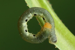 Earophila badiata